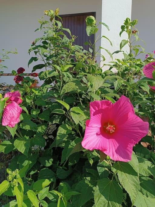 B&B Il Tulipano Como Kültér fotó