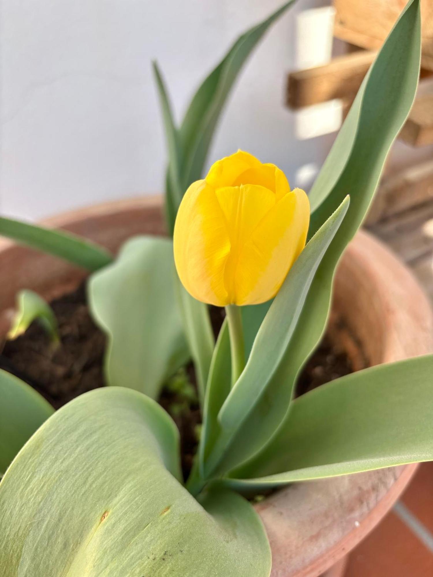 B&B Il Tulipano Como Kültér fotó